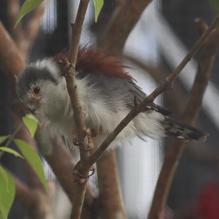 African Pygmy Falcon female