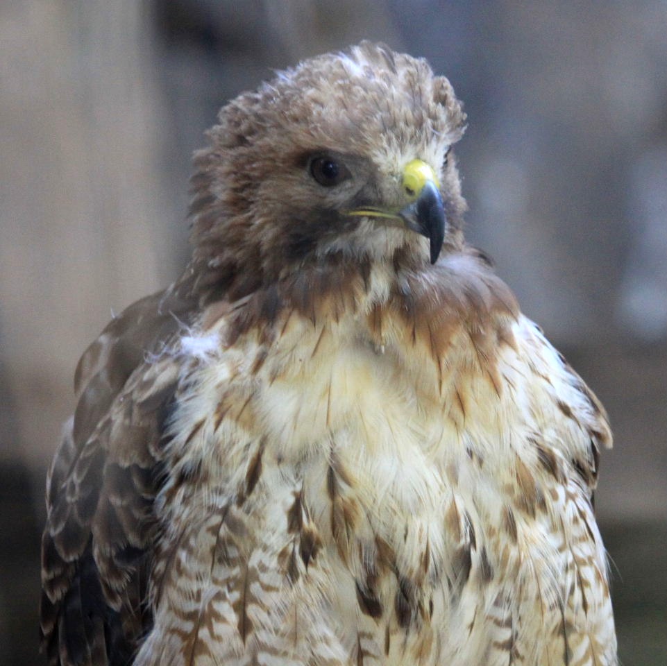 Red-tailed Hawk