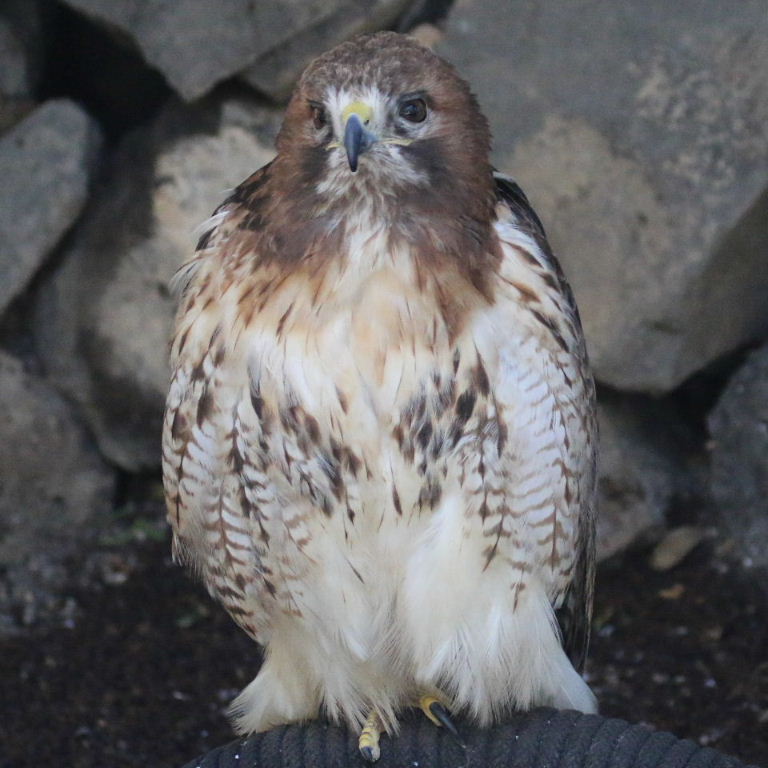 Red-tailed Hawk