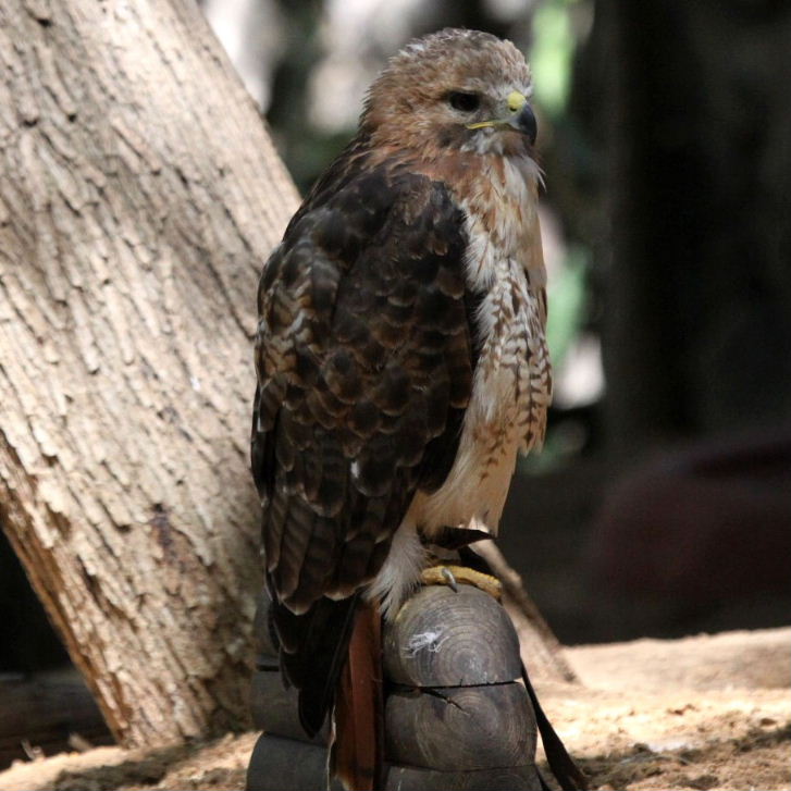 Red-tailed Hawk