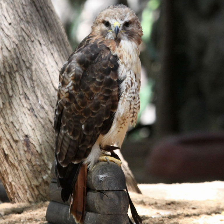 Red-tailed Hawk