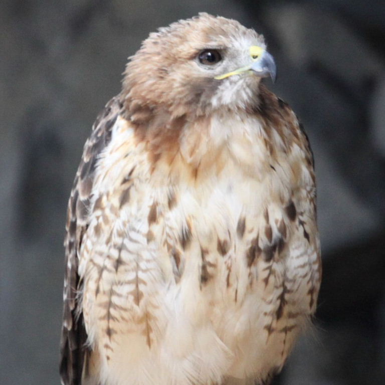 Red-tailed Hawk