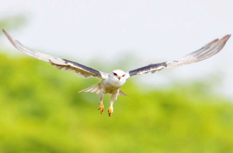 Black-winged Kite