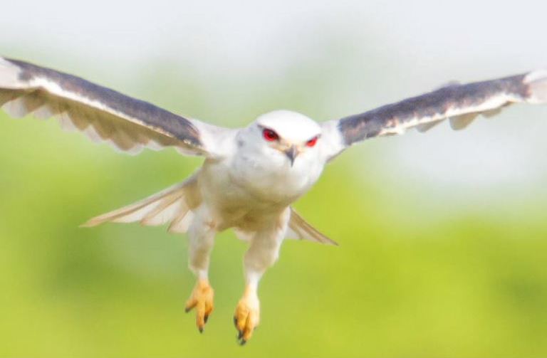 Black-winged Kite