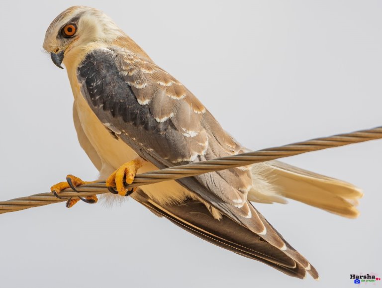 Black-winged Kite