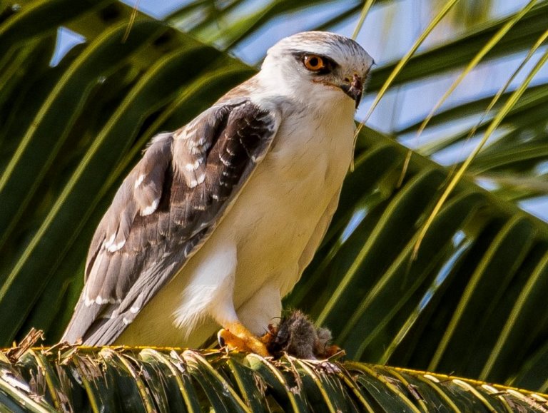 Black-winged Kite