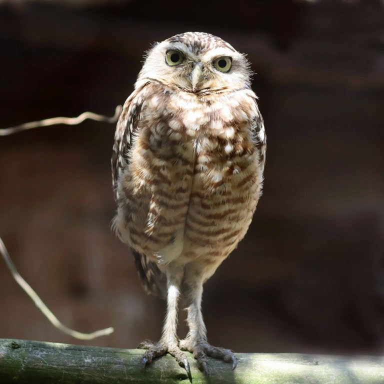 Burrowing Owl