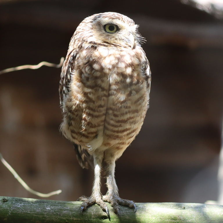 Burrowing Owl