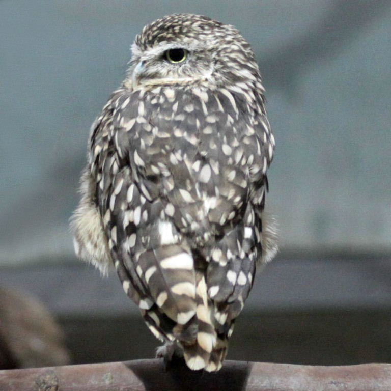 Burrowing Owls