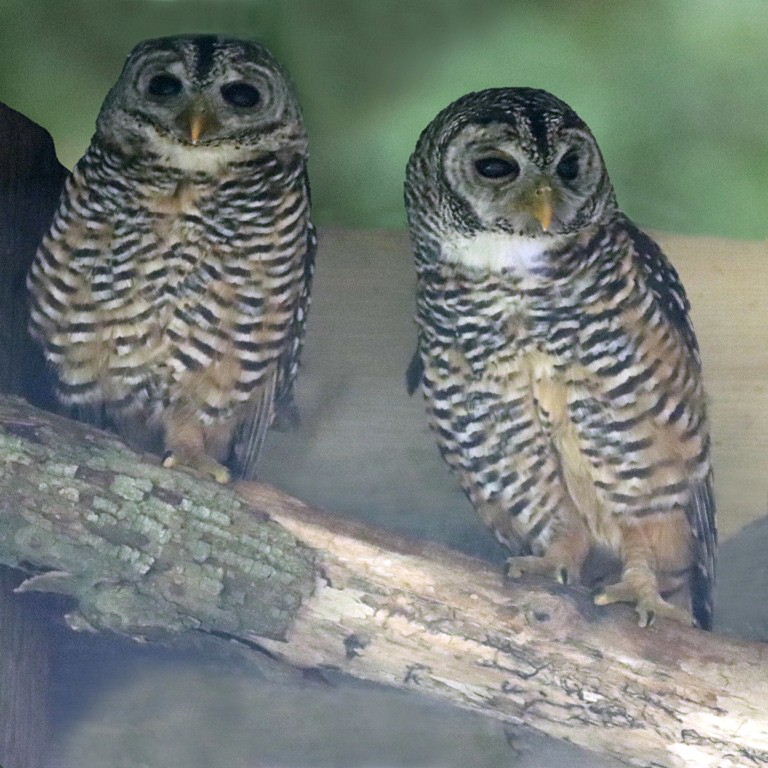 Chaco Owls
