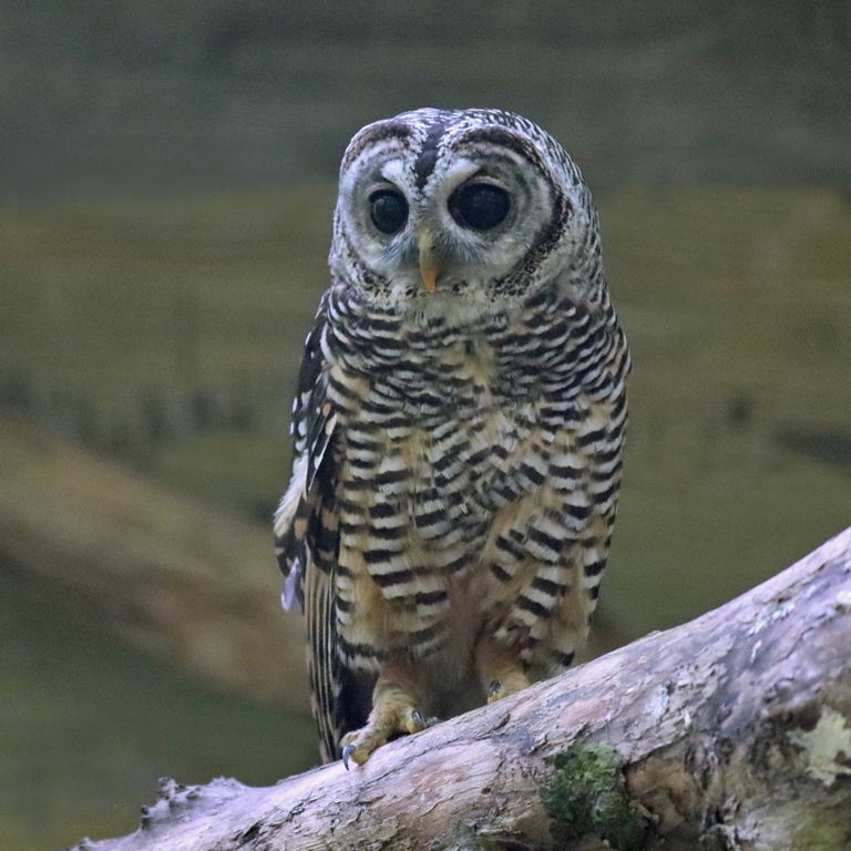 Chaco Owl