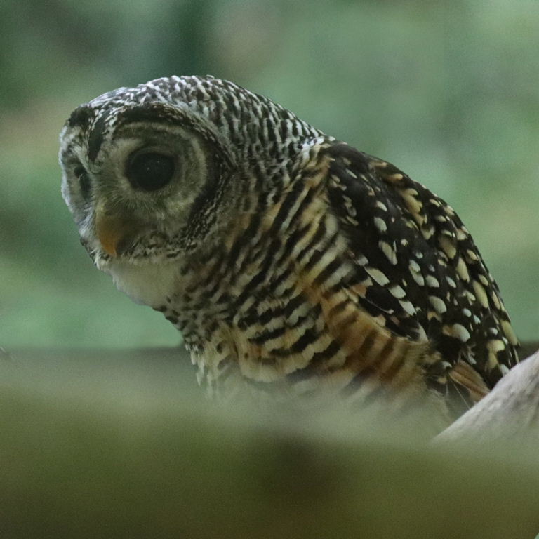 Chaco Owl