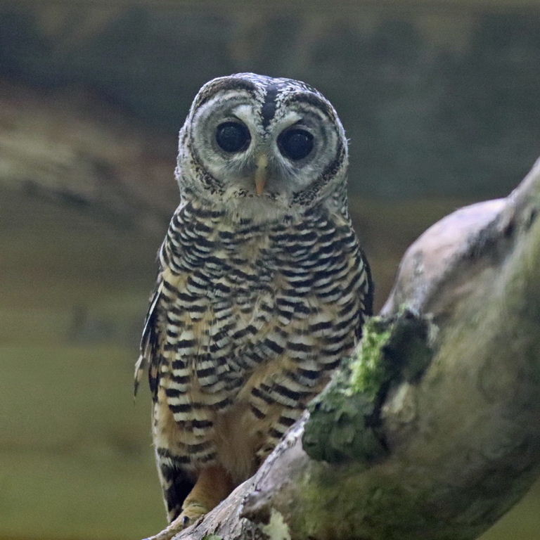 Chaco Owl