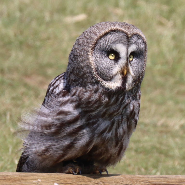 Great Grey Owl