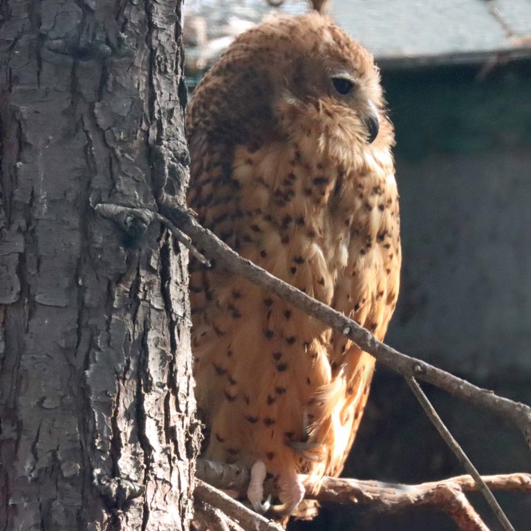 Pel's Fishing-owl