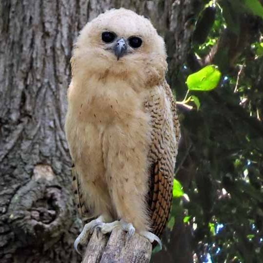 Pel's Fishing-owlet