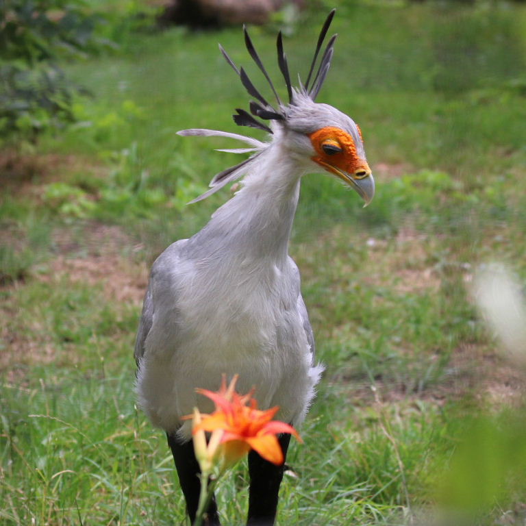 Secretary Bird