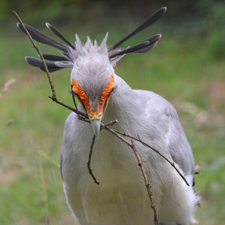 Secretary Bird Pick-a-sticks