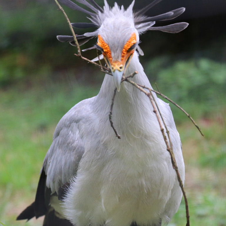 Secretary Bird