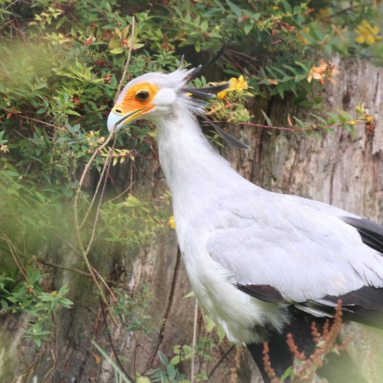 Secretary Bird Pick-a-sticks