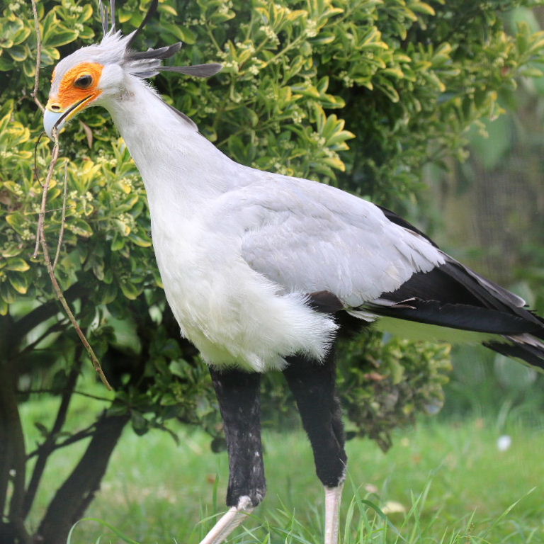 Secretary Bird