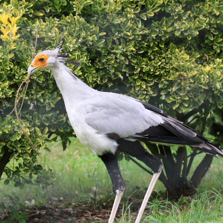 Secretary Bird