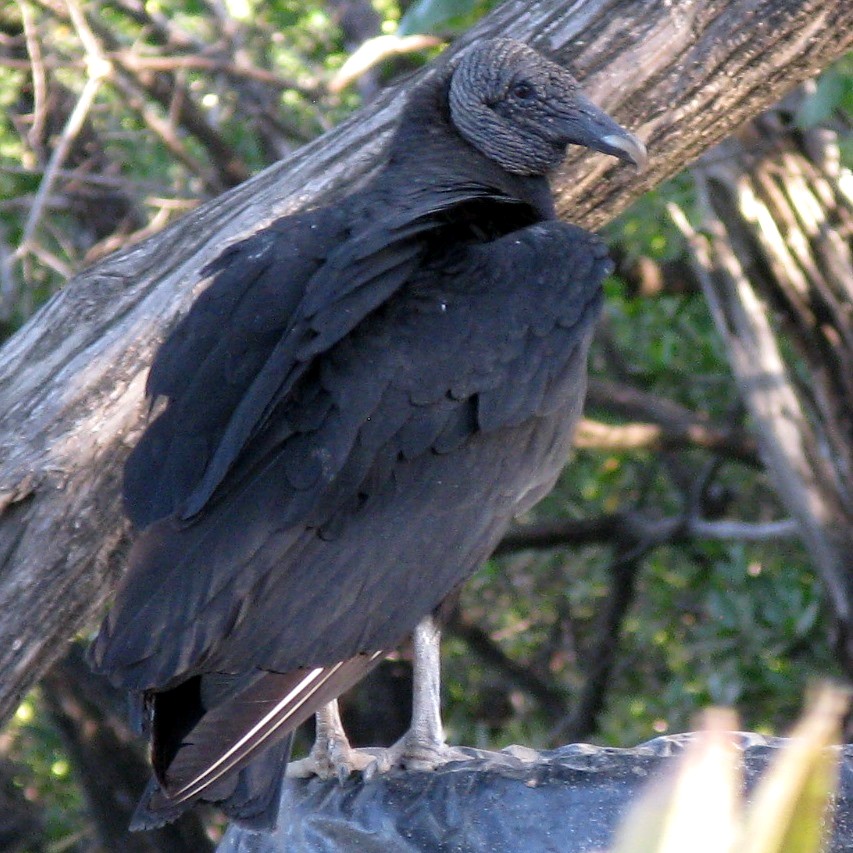 American Black Vulture