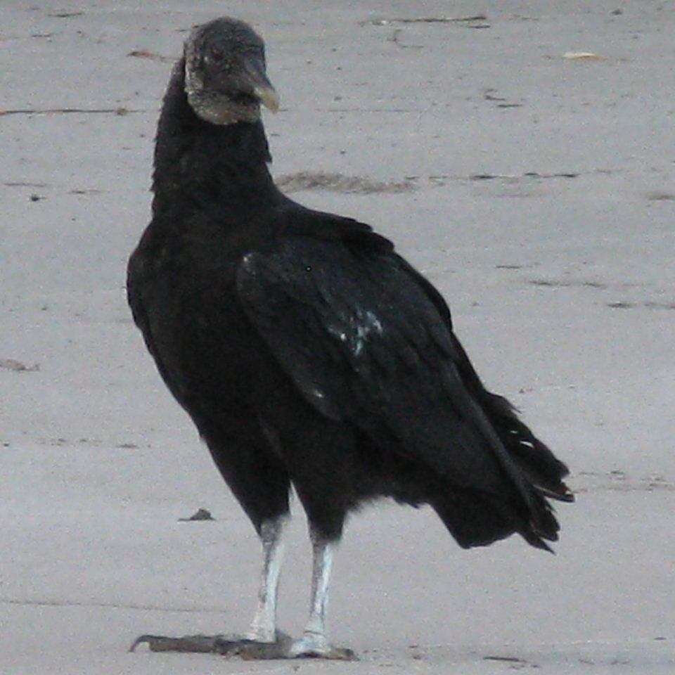American Black Vulture