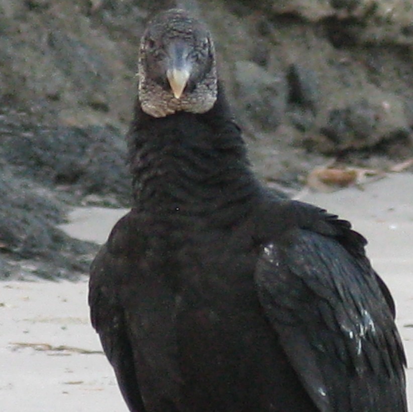 American Black Vulture