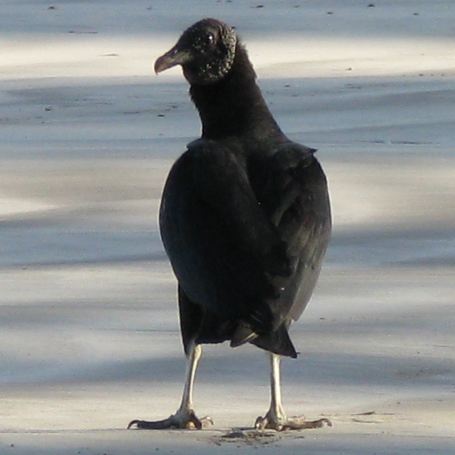 American Black Vulture