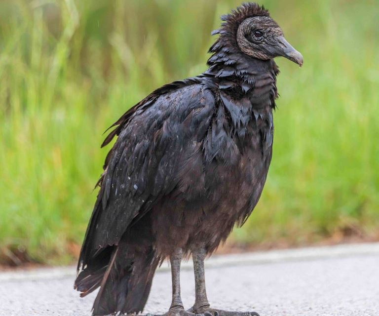 American Black Vulture