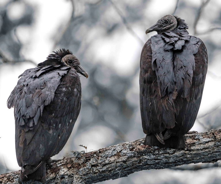 American Black Vulture