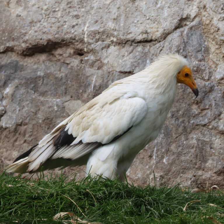 Egyptian Vulture