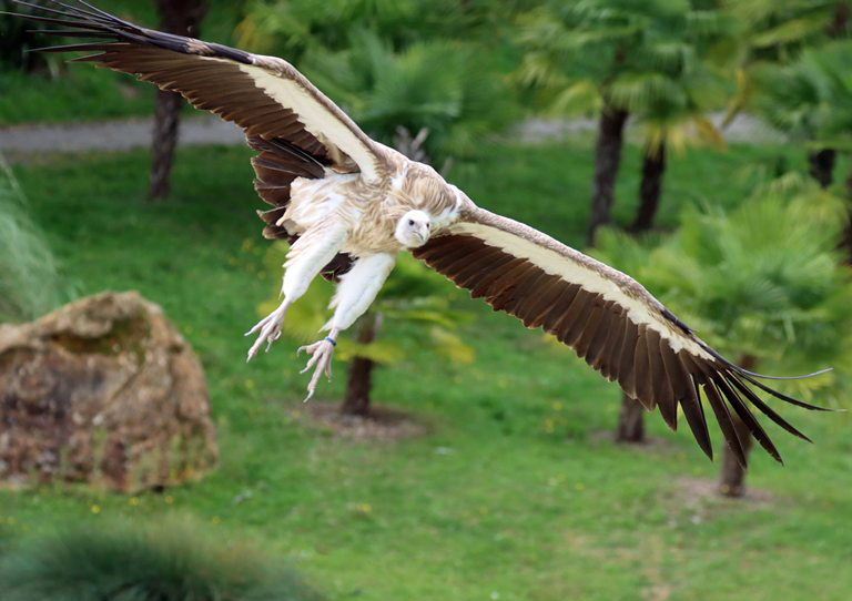 Griffon Vulture