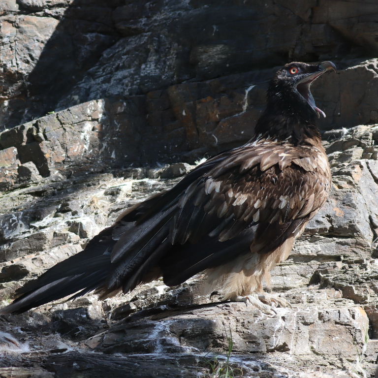 juvenile Bearded Vulture