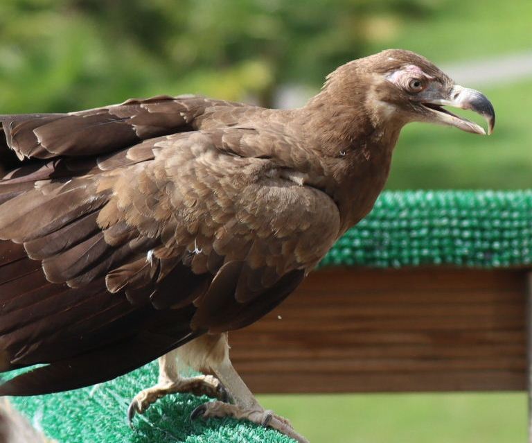juvenile Palm-nut Vulture