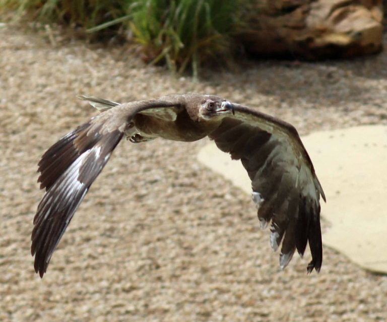 Palm-nut Vulture juvenile