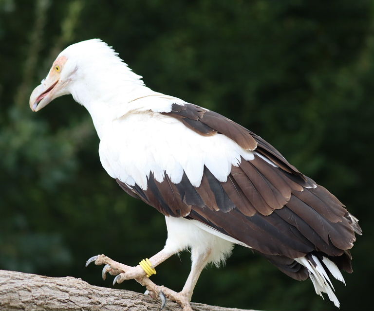 Palm-nut Vulture