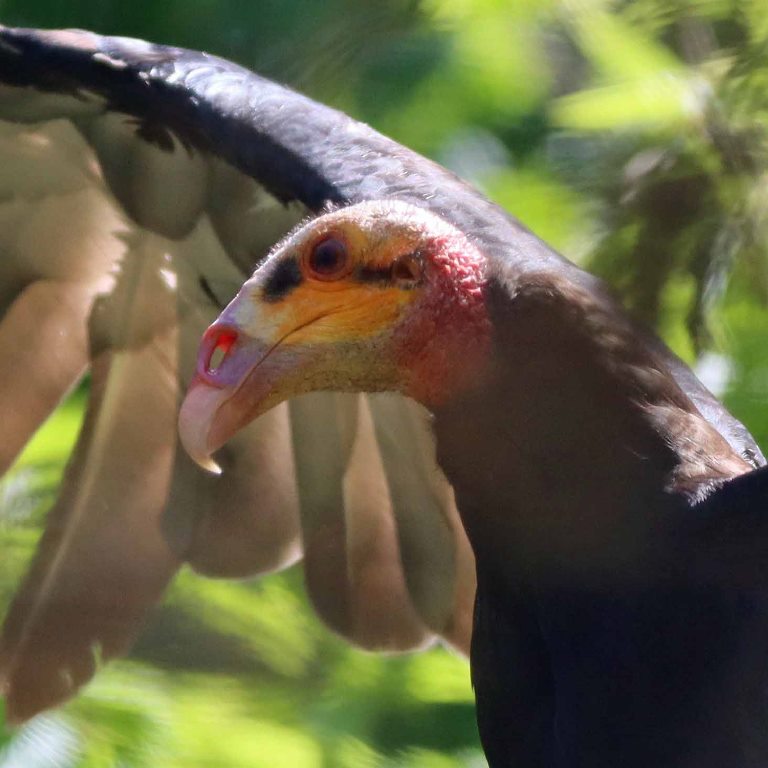 Lesser Yellow-headed Vulture