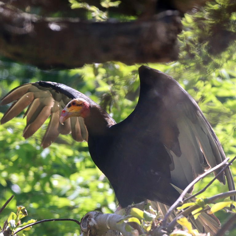 Lesser Yellow-headed Vulture