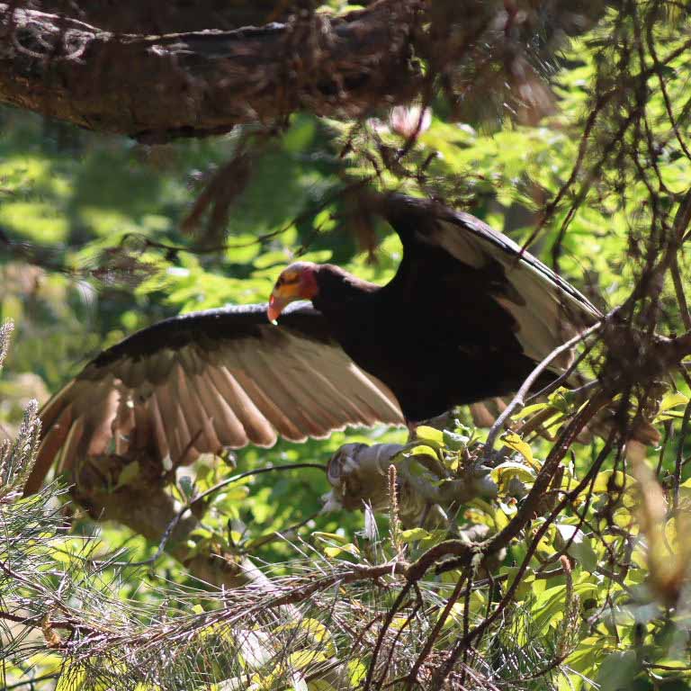 Lesser Yellow-headed Vulture