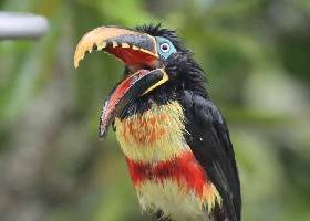 Chestnut-eared Aracari
