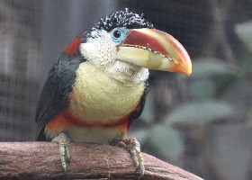 Curl-crested Aracari