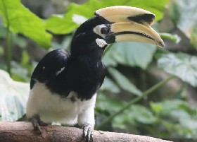 Southern Oriental Pied Hornbill