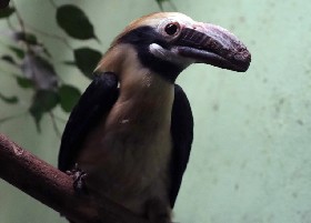 Luzon Tarictic Hornbill