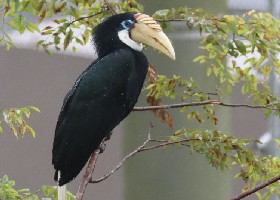 Papuan Hornbill female