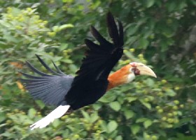 Papuan Hornbill male