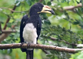 West African Pied Hornbill