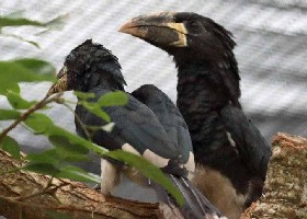 Western Piping Hornbill