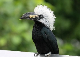Western Long-tailed/White-crested Hornbill